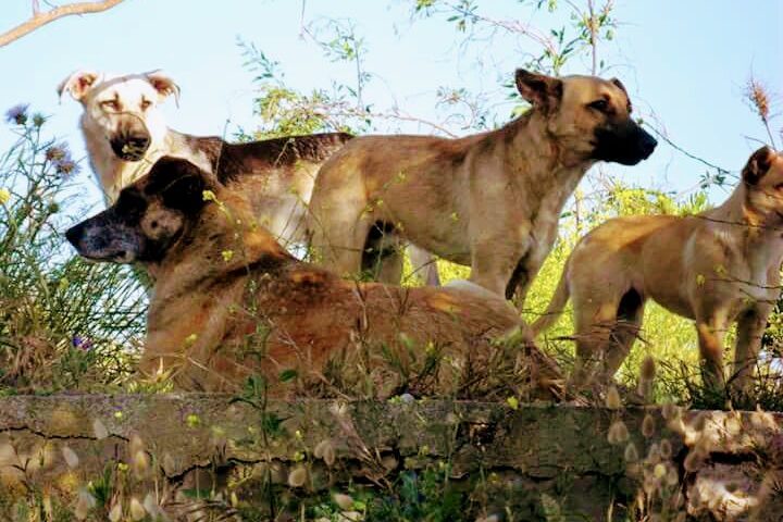 Giorgino, uomo all’ospedale dopo esser stato aggredito da un branco di cani