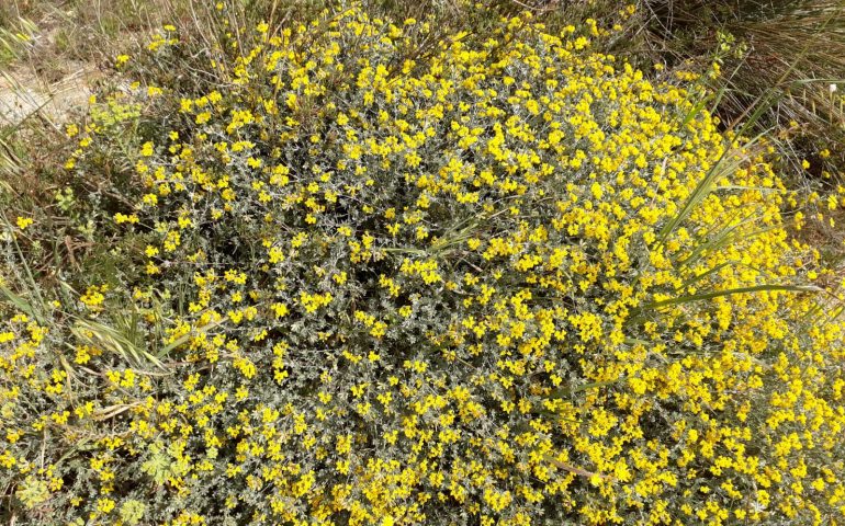 Lo sapevate? A Molentargius sopravvive una pianta rara, in via di estinzione: la Linaria Flava