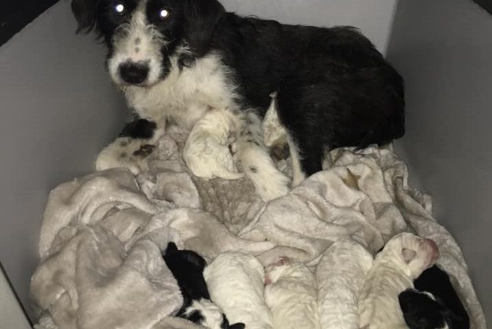 Abbandonata incinta sulla SS 131: mamma cane partorisce 9 cuccioli. Urgente trovare aiuti