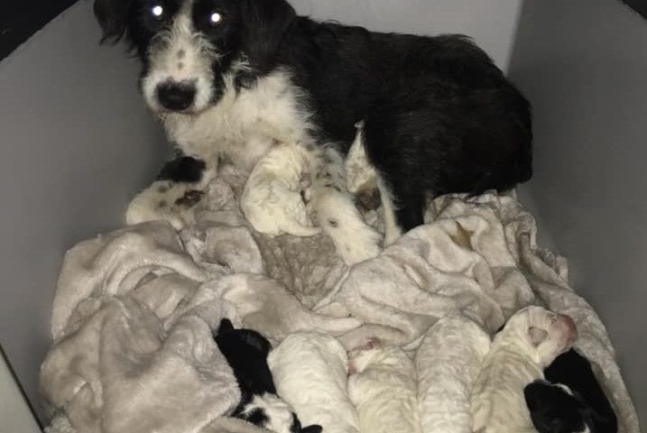 Abbandonata incinta sulla SS 131: mamma cane partorisce 9 cuccioli. Urgente trovare aiuti