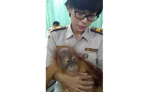 Bali, in valigia un cucciolo di orango: arrestato un turista russo