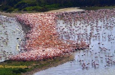 poetto fenicotteri marzo 2019