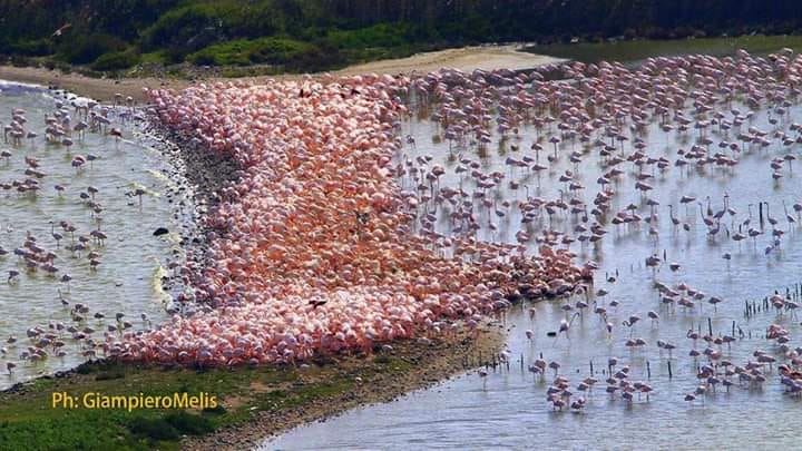 poetto fenicotteri marzo 2019