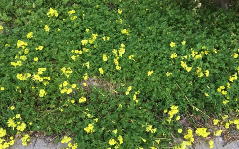 La foto: ricordi d’infanzia di primavera. Quando una semplice “succiosa” può diventare poesia