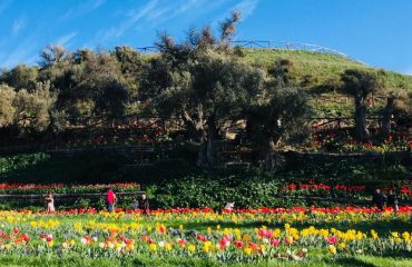 tulipani turri
