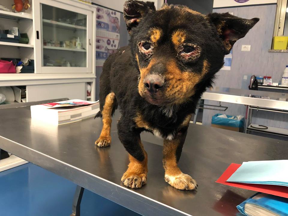 Fuego cagnolino Sassari