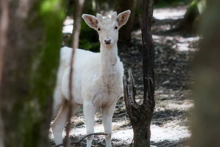 La fotonotizia. Un giovane e rarissimo esemplare di cervo albino si aggira per i boschi di Fonni