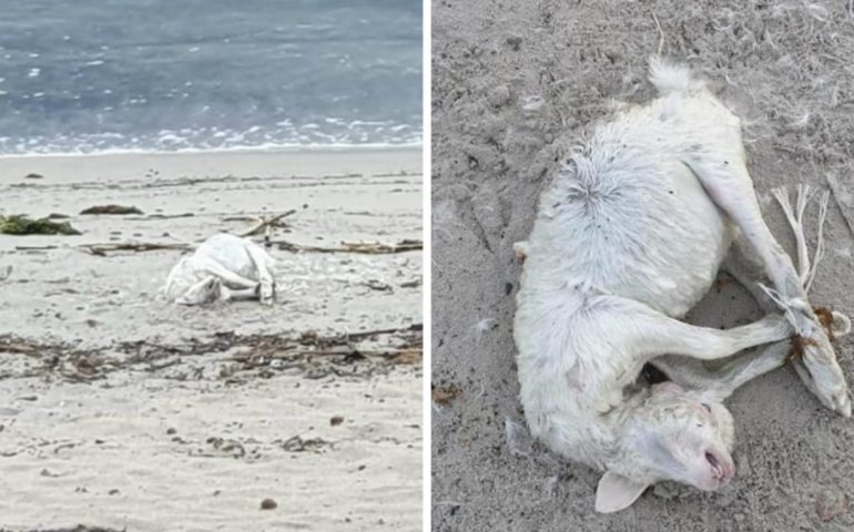 La foto. Macabra scoperta a Margine Rosso: un agnellino morto in riva al mare