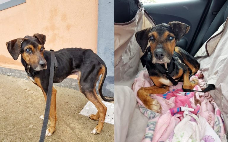 cane anziano lanciato dentro un rifugio (2)