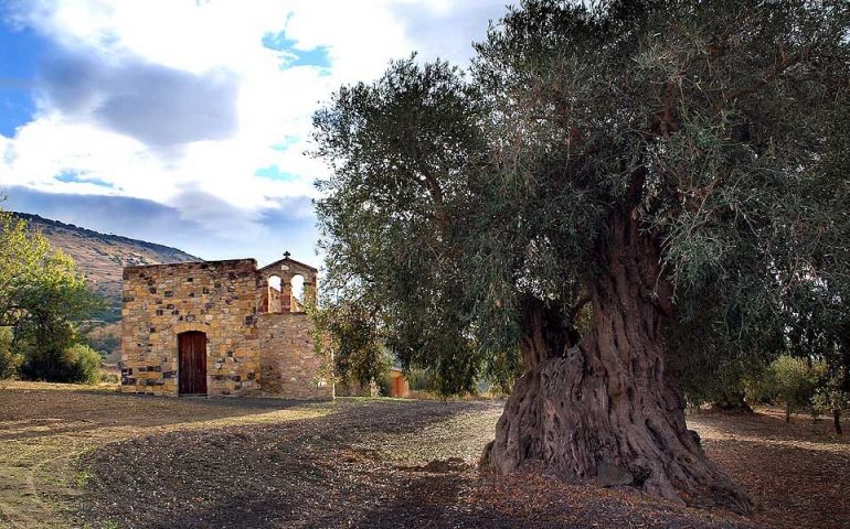 Da Genuri, paese degli ulivi secolari, un progetto che coinvolge i ristoratori sardi emigrati