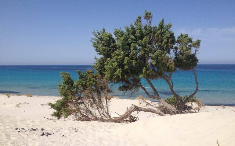 La foto. Voglia di mare: le dune di Porto Pino nello scatto di Mirella Cima