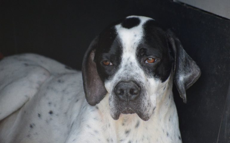 Recuperato dalla strada con una vecchia frattura, il bellissimo Poker cerca una casa