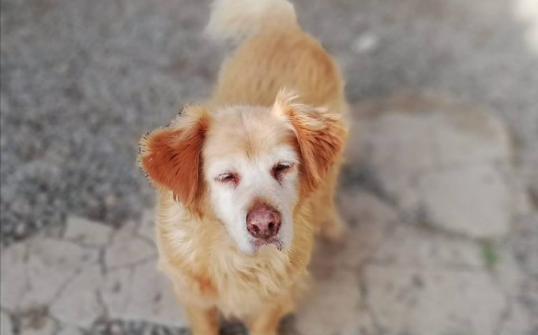 Sally, 8 anni di canile: anziana e dolcissima. In cerca urgente di una casa