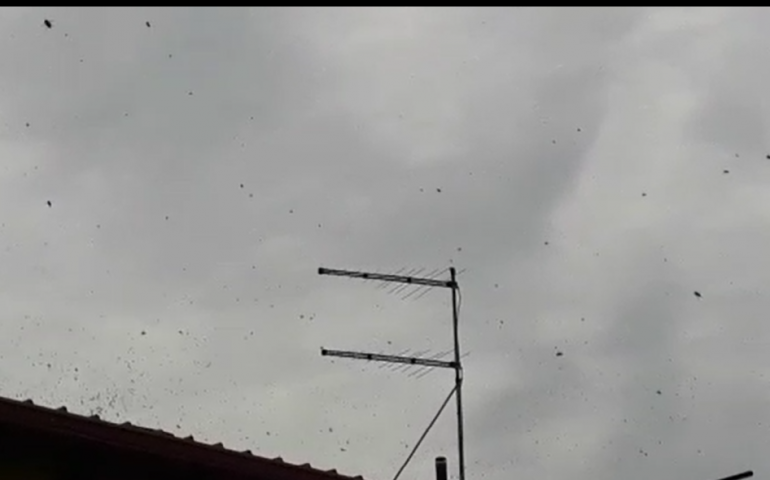 (VIDEO) Paura ad Assemini: un fitto sciame di vespe invade via Bari, i Vigili del Fuoco non possono fare nulla
