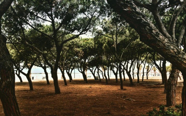 Cagliari, i volontari ripuliscono la pineta di Su Siccu