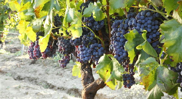 Vitigni di Sardegna: il Cannonau, il vino celebrato da Gabriele D’Annunzio