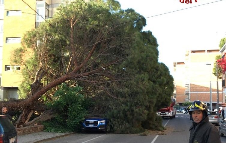 Cagliari: crolla un albero enorme in via Monsignor Piovella. Strada chiusa
