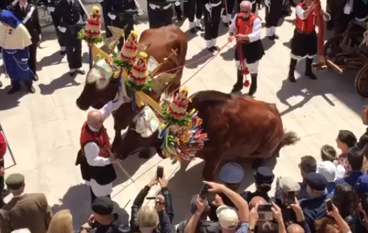 “Buoi” e cattivi: la LAV punta il dito contro gli organizzatori della Festa di Sant’Efisio