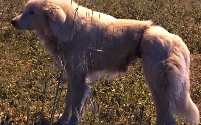 Vittima di una trappola per cinghiali, vaga nelle campagne di Nuoro. L’appello per salvarla