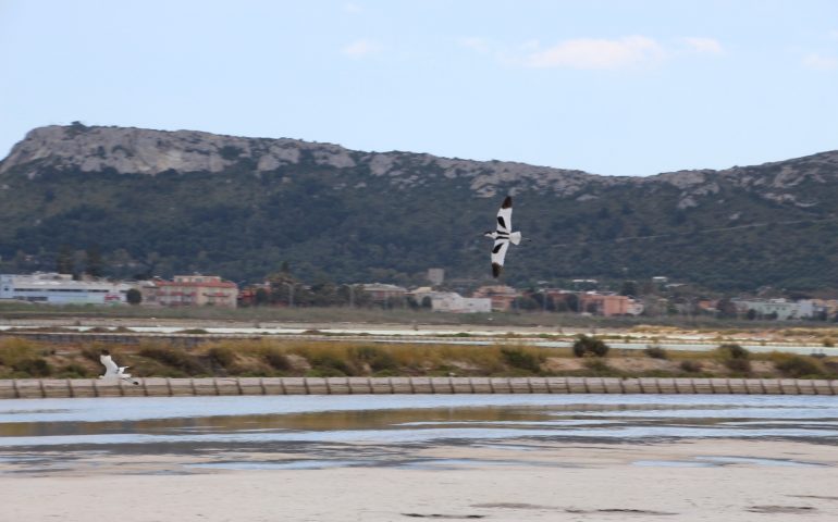 La foto: la danza d’amore in volo del cavaliere d’Italia a Molentagius