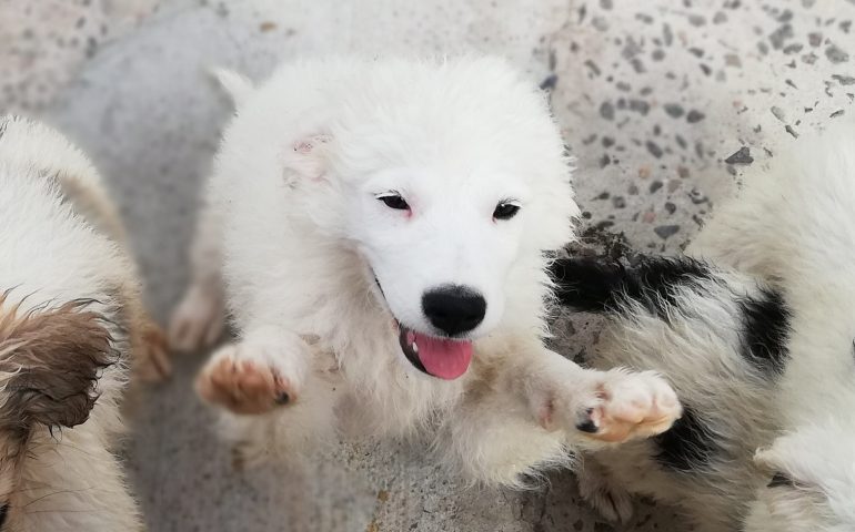 Al via la campagna di adozione cuccioli: “Aiutateci a svuotare il canile”, chiede Elena Pisu
