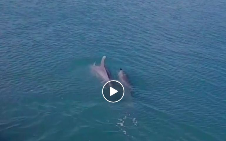 Due delfini giocano nel porto di Cagliari: e il VIDEO diventa virale
