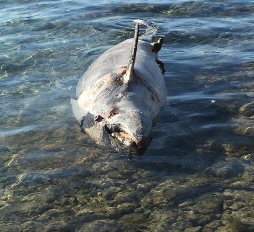 Ritrovato un delfino spiaggiato a Golfo Aranci