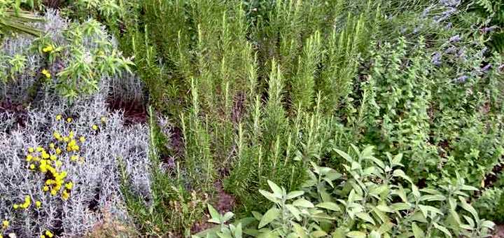 Le piante officinali, un’opportunità economica sostenibile per la Sardegna