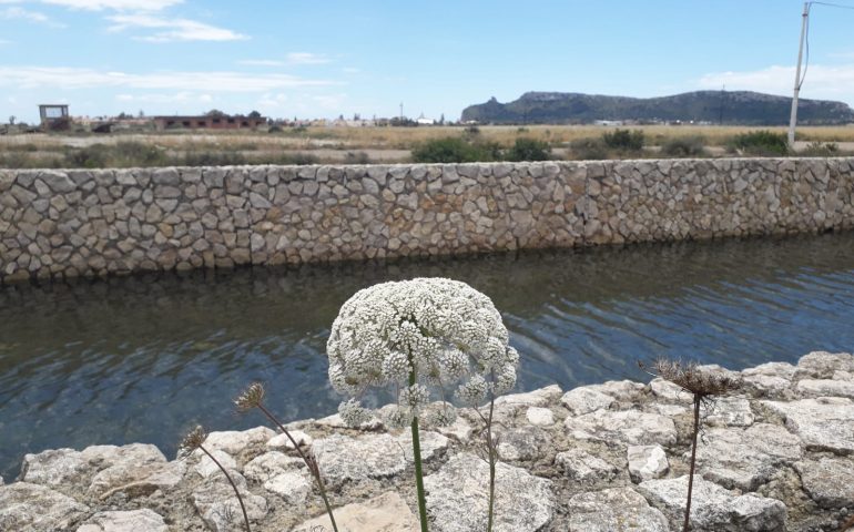 La foto: alle Saline esplode la fioritura delle piante mediterranee, ecco il fiore di basilisco