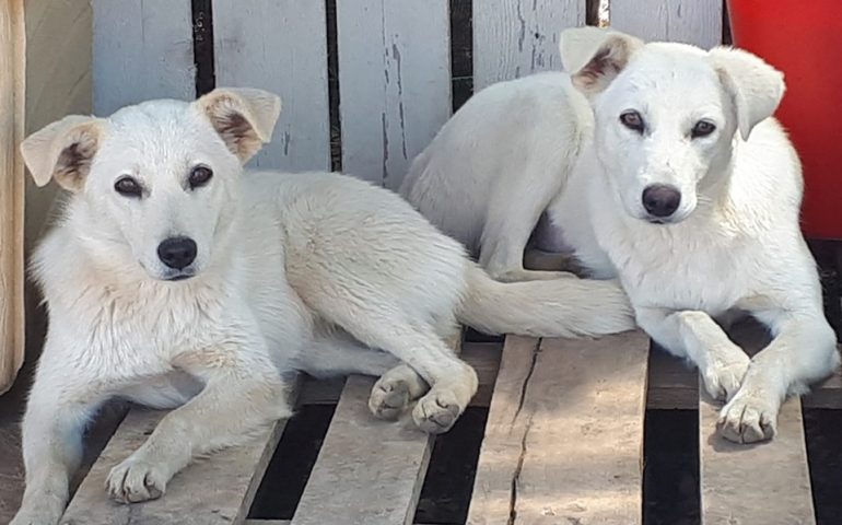 Berna e Ginevra, le gemelle inseparabili: bellissime, dolci, eleganti. In cerca di adozione