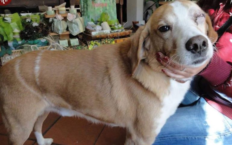 Giacomo, il cane cieco ucciso a 17 anni a colpi di roncola. La denuncia degli animalisti