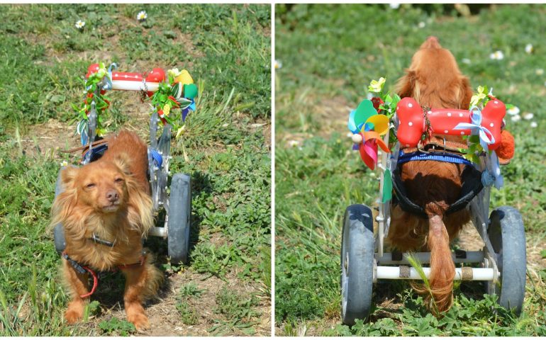 Con il carrellino-“tracca” addobbato per Sant’Efisio, Life insegna a sorridere della disabilità