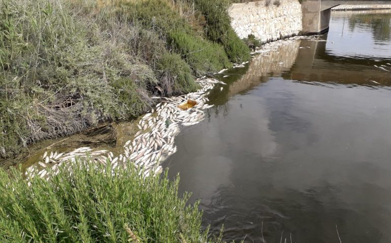 Moria di pesci al Parco delle Saline, Tiana: «Vengono da Terramaini, li ha portati la corrente già morti»