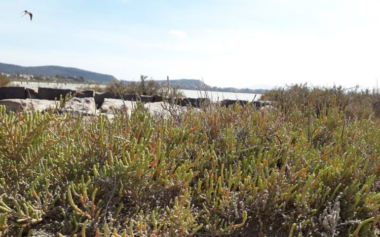 Lo sapevate? Con la salicornia o asparago di mare si possono preparare ottimi piatti