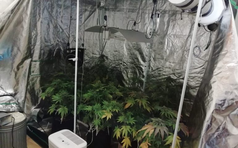 Selargius: arrestato 31enne per spaccio. A casa aveva una serra di cannabis, marijuana e contanti