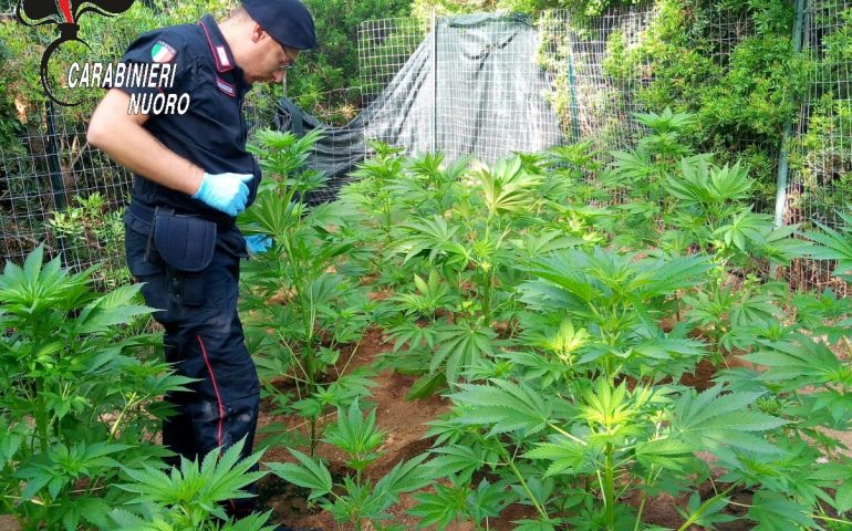 Tertenia, 56 piante di marijuana coltivate da madre e figlio