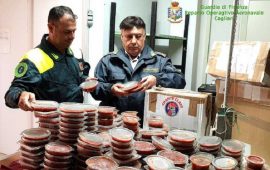 Gdf Alghero sequestra 70 kg di polpa di ricci di mare destinati a Napoli