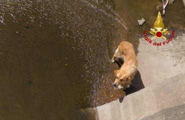 cane caduto nel canale salvato dai vigili del fuoco