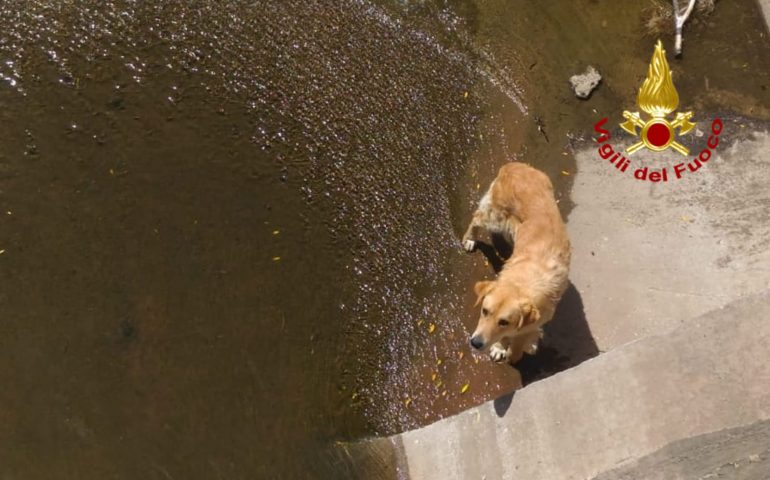 cane caduto nel canale salvato dai vigili del fuoco