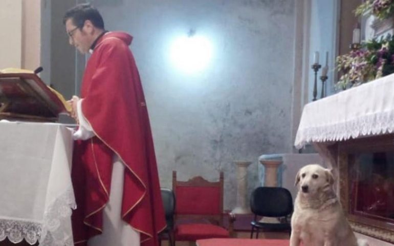 Lady, il cane chierichetto “adottato” dal parroco che partecipa a tutte le messe