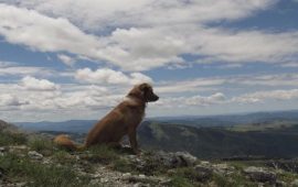 cane in montagna