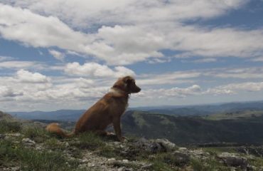 cane in montagna