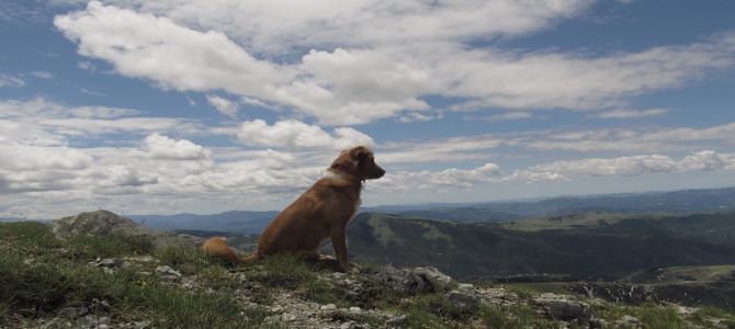 cane in montagna