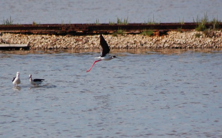 Saline di Carloforte. Il GrIG: “No all’abuso su estrazione del sale, si tuteli anche la fauna”