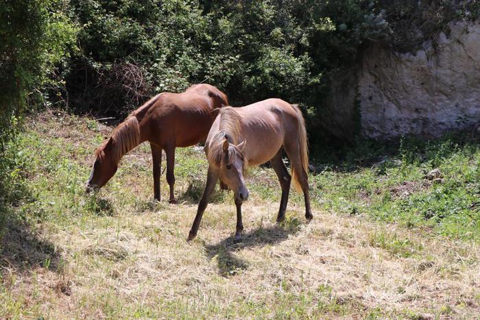 Troppi cavalli selvatici sull’Asinara, il Comune di Sennori ne adotta due