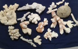 I coralli della Polinesia sequestrati a Cagliari