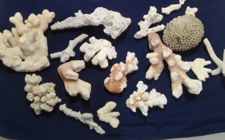I coralli della Polinesia sequestrati a Cagliari