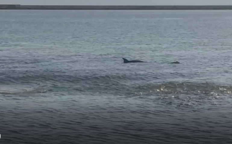 (Video) La danza dei delfini al Molo Ichnusa: lo spettacolo del porto al tramonto