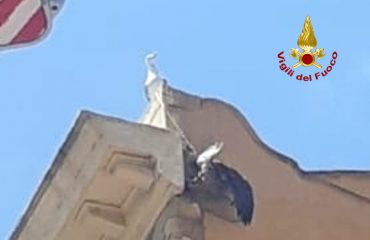 Gabbiano salvato dai Vigili del fuoco a Cagliari