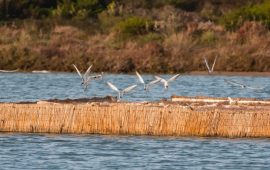 A Stintino gli uccelli ripopolano gli stagni. Record di sterne e ci sono anche i fenicotteri